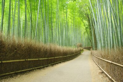 Pfad durch Bambuswald