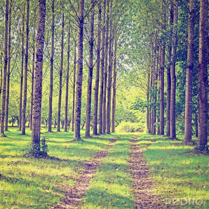 Bild Pfad zwischen Bäumen 3D