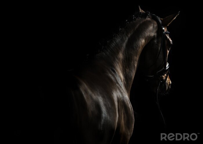 Bild Pferd auf schwarzem Hintergrund