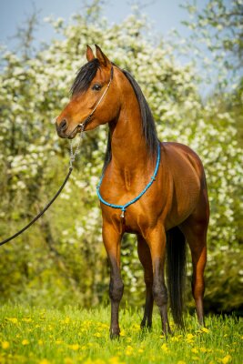 Pferd im eleganten zaumzeug