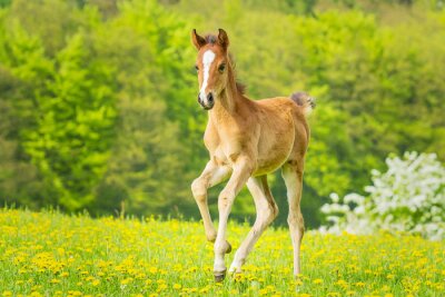 Pferd mit einem fleck auf dem kopf