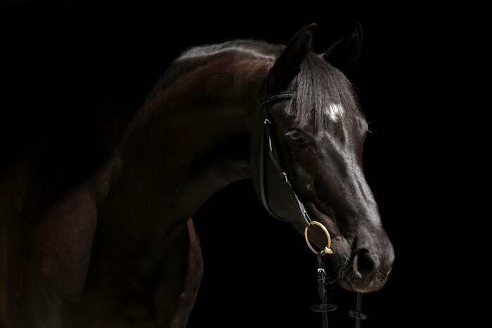 Bild Pferd mit goldener gebissstange