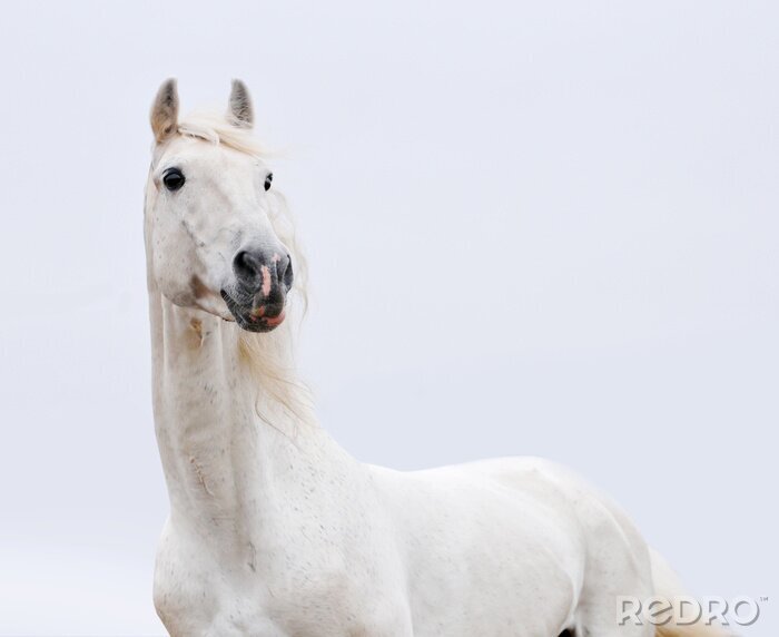 Bild Pferd vor dem hintergrund eines klaren himmels