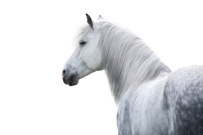 Bild Pferd weiß auf hellem Hintergrund