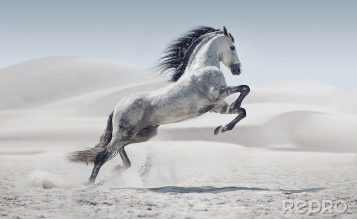 Bild Pferd weiß in der Wüste