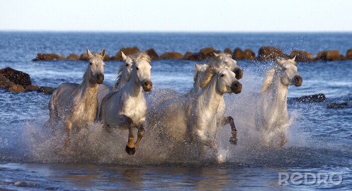 Bild Pferde am Strand im Lauf