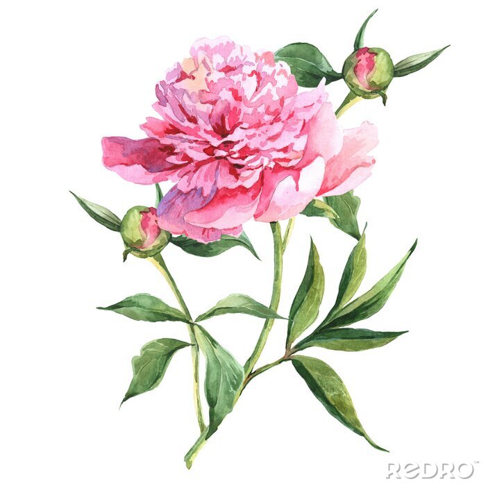 Bild Pfingstrose auf einem Stiel mit zwei Knospen