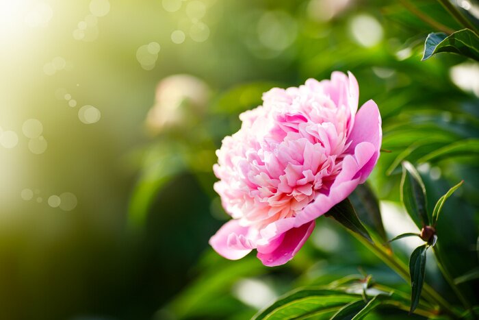 Bild Pfingstrose vor dem Hintergrund des grünen Gartens