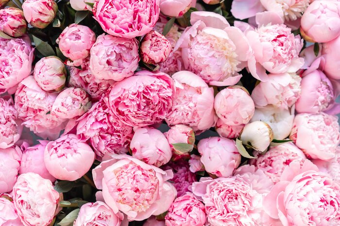 Bild Pfingstrosen Rosa blühend