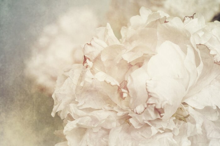 Bild Pfingstrosen Shabby-Chic