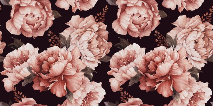 Bild Pfingstrosenblumen auf schwarzem Hintergrund