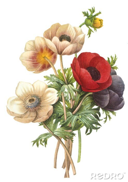 Bild Pflanzen Feldblumenstrauß