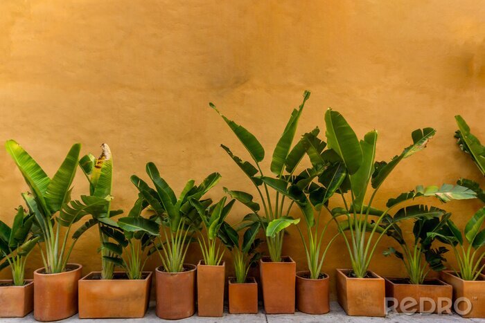 Bild Pflanzen in braunen Töpfen