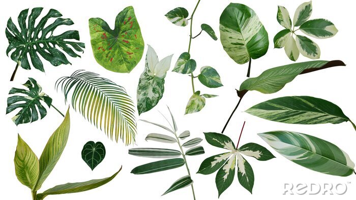 Bild Pflanzen und Blätter auf weißem Hintergrund