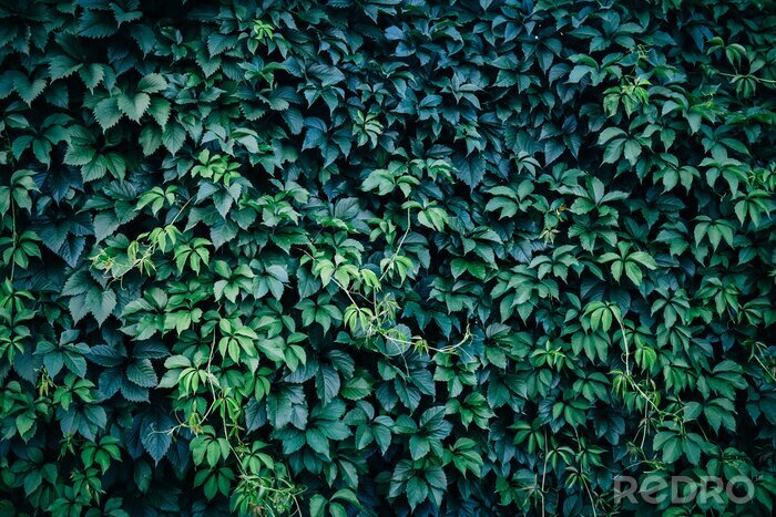 Bild Pflanzen und wand