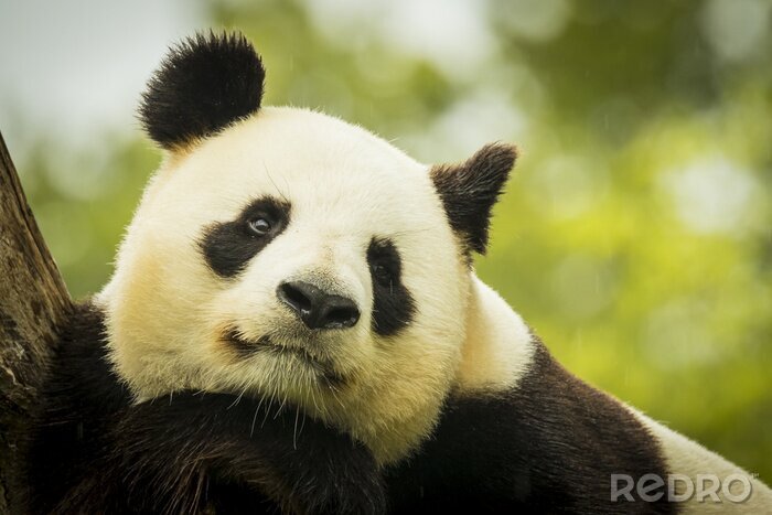 Bild Phantasievoller schwarz-weißer Panda