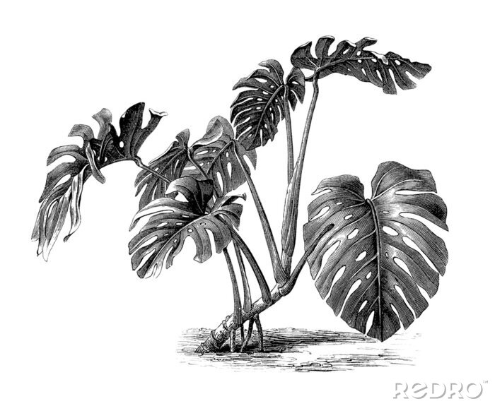 Bild Philodendron