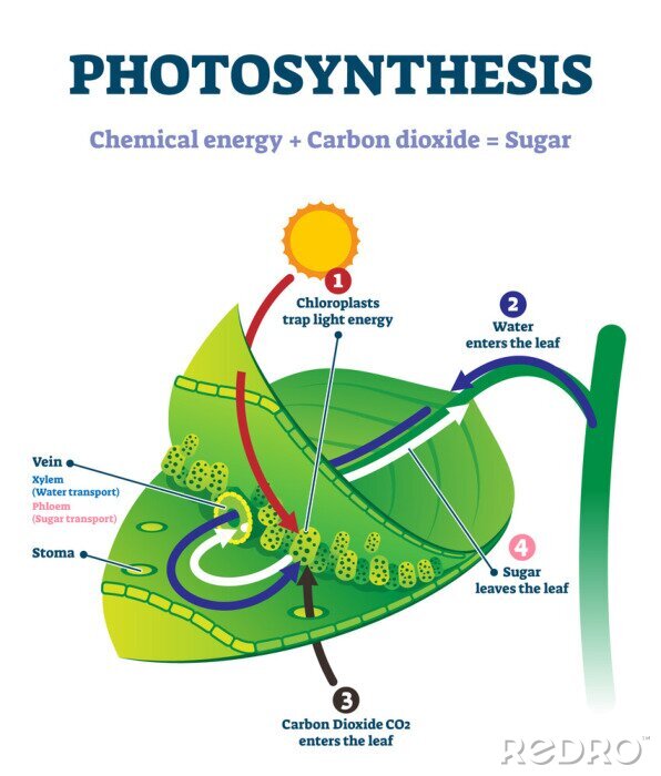 Bild Photosynthese auf einem Blatt dargestellt