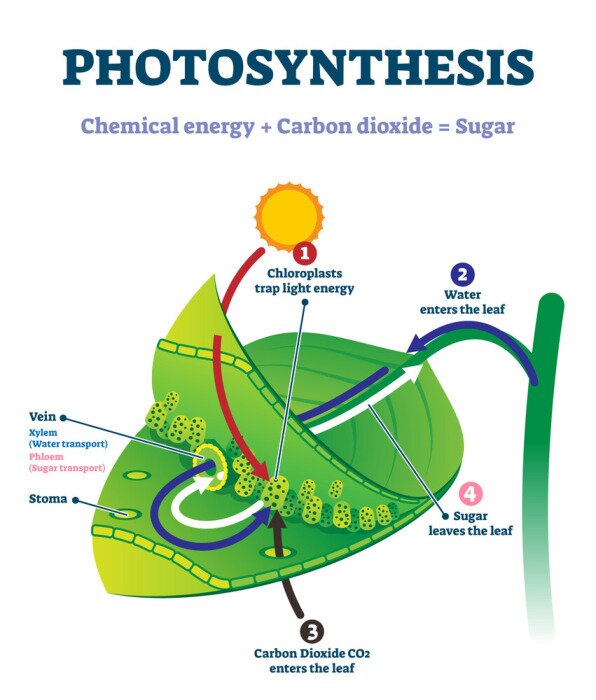 Bild Photosynthese auf einem Blatt dargestellt