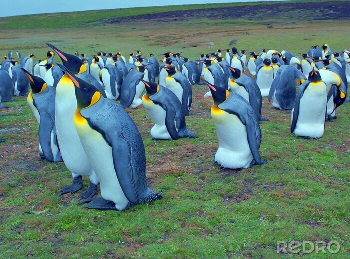 Bild Pinguin-Kolonie