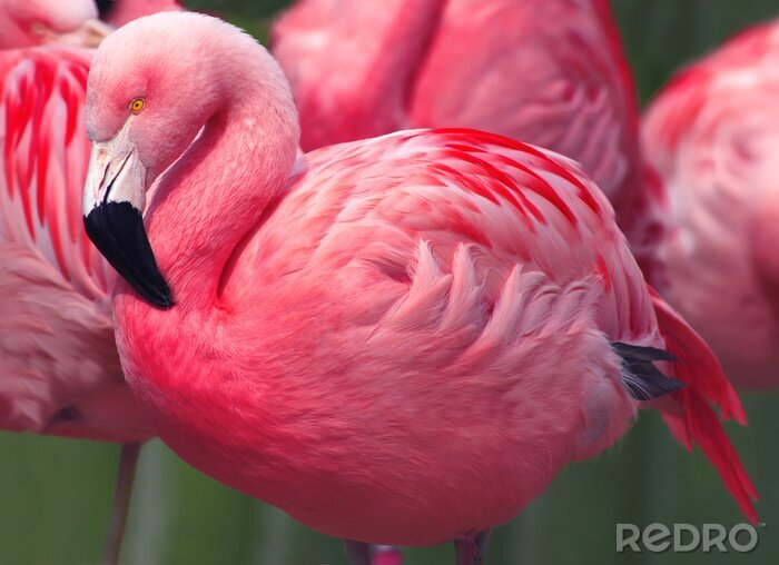 Bild Pink Flamingo aus der Nähe gesehen