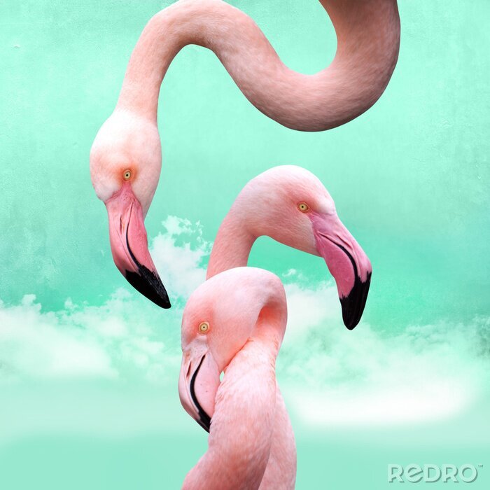 Bild Pink Flamingos auf türkisfarbenem Hintergrund