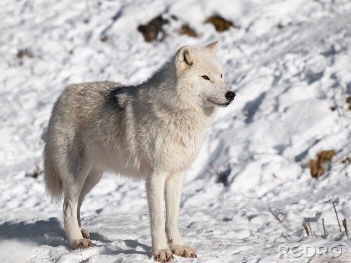 Bild Polarwolf in seinem natürlichen Lebensraum