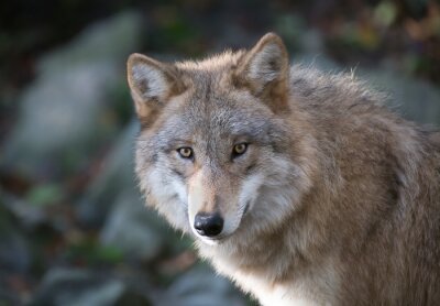 Bild Porträt des grauen Wolfes