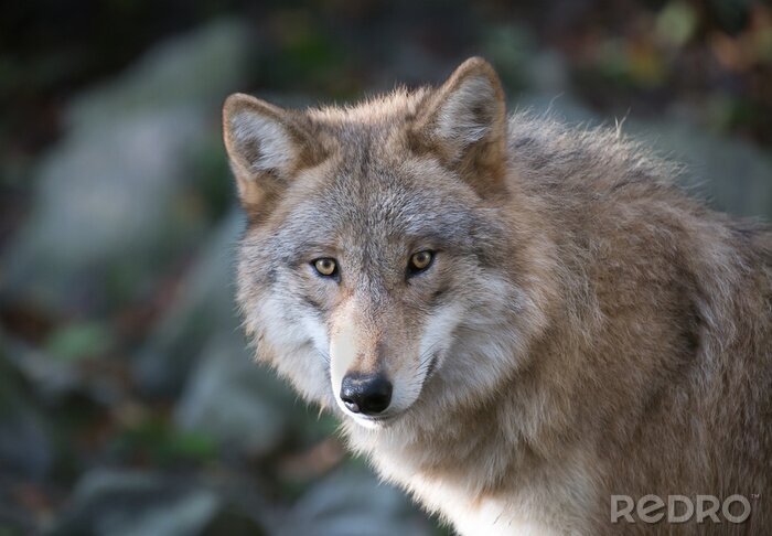 Bild Porträt des grauen Wolfes