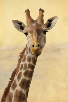 Bild Porträt einer Giraffe