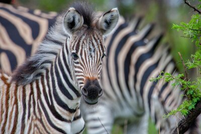 Bild Porträt eines charmanten Zebras