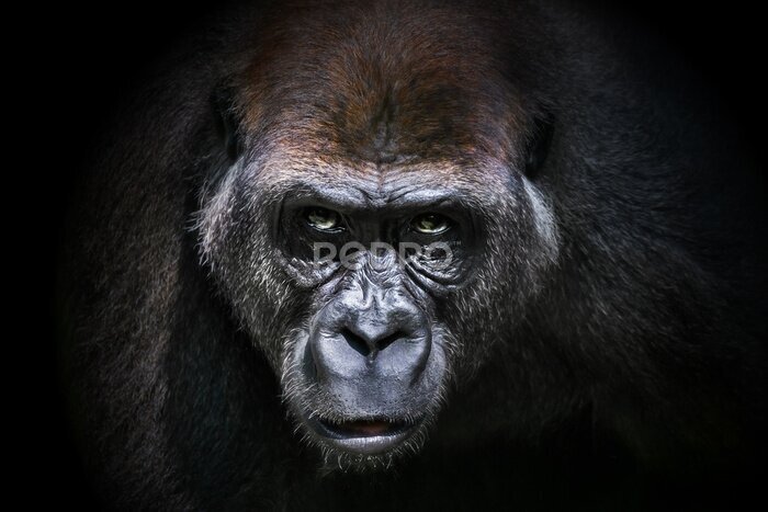 Bild Porträt eines Gorillas
