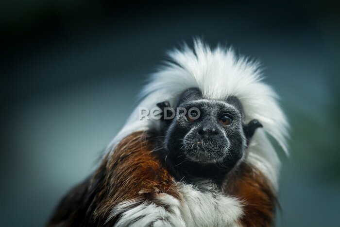 Bild Porträt eines lustigen Affen mit einem weißen Irokesenschnitt
