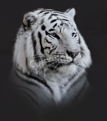 Bild Porträt eines majestätischen tigers