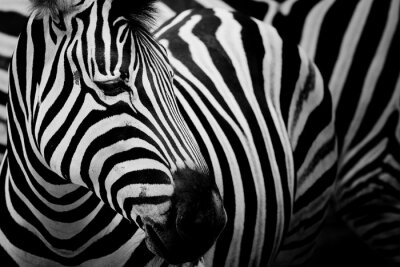 Porträt eines schönen Zebras