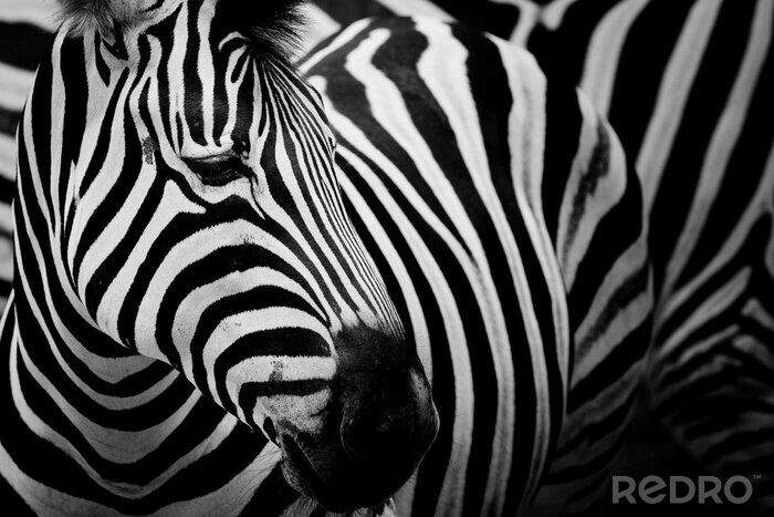 Bild Porträt eines schönen Zebras