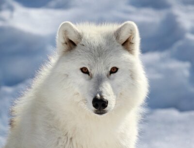 Porträt eines weißen Wolfes am Himmel