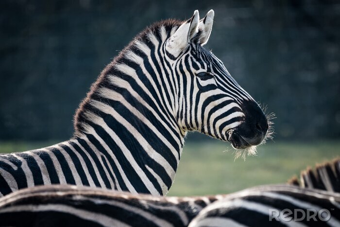 Bild Porträt eines Zebras