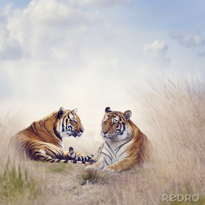 Bild Porträt von tigern in der savanne