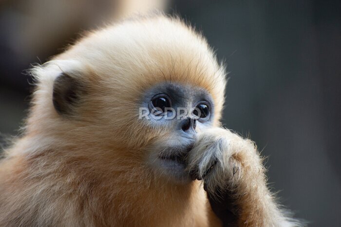 Bild Porträtaufnahme eines jungen Gibbons