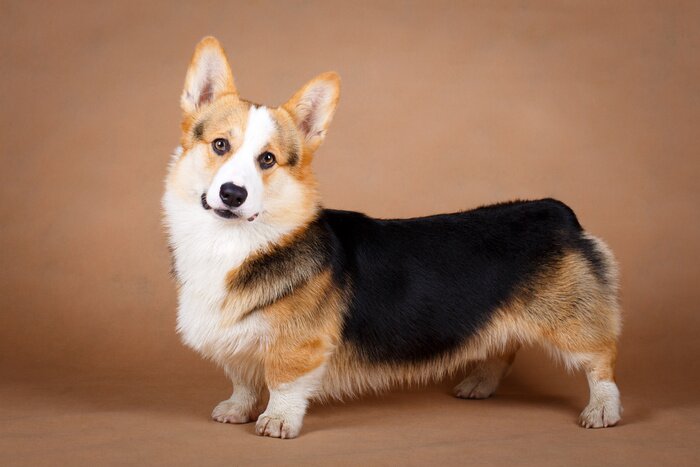 Bild Posierender Hund Corgi