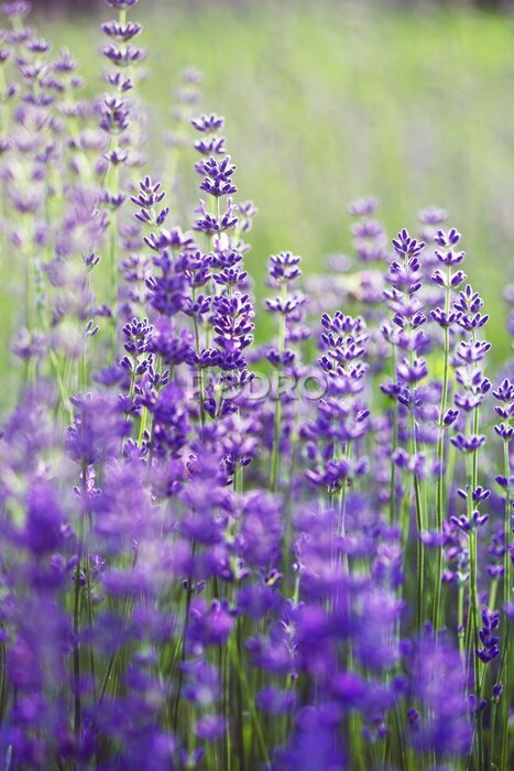 Bild Provence - lavender field