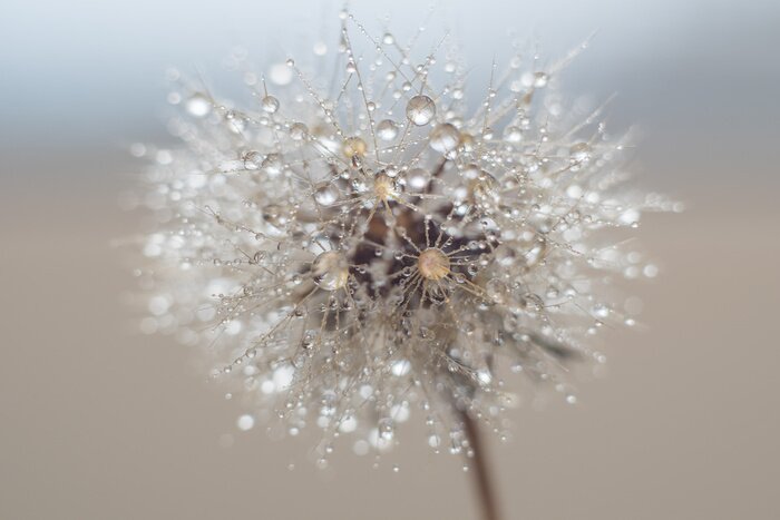 Bild Puisteblumen mit Tau