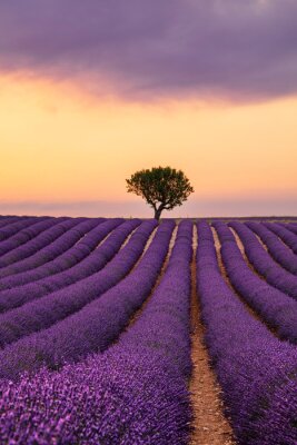 Bild Purple lavender field of Provence at sunset