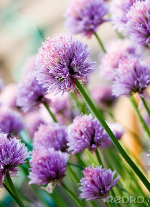 Bild Purpurfarbige Blumen