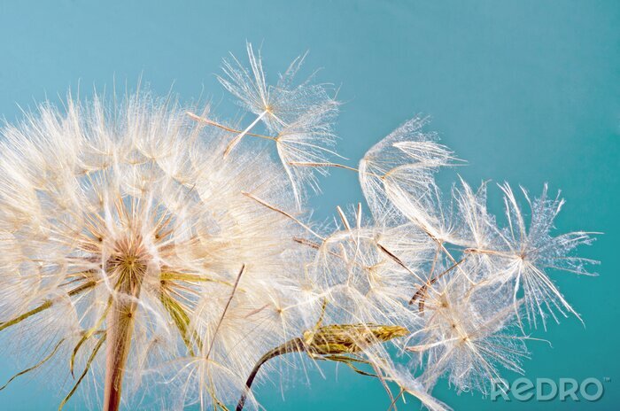Bild Pusteblume Himmel und Wind