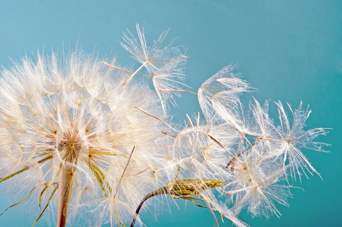 Bild Pusteblume Himmel und Wind