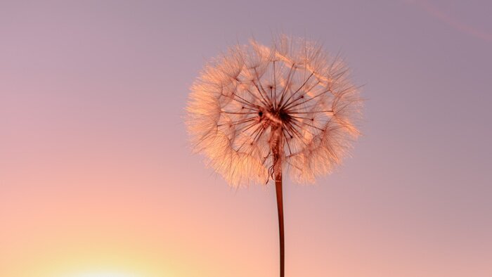 Bild Pusteblume mit pastellfarbenem Himmel im Hintergrund
