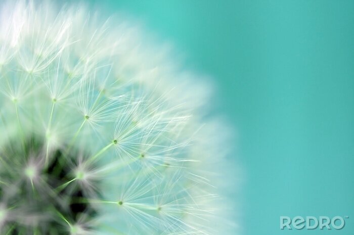 Bild Pusteblume und Himmelblau