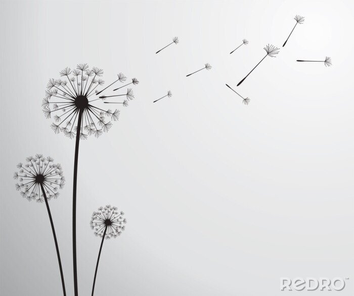 Bild Pusteblume und Samen auf grauem Hintergrund